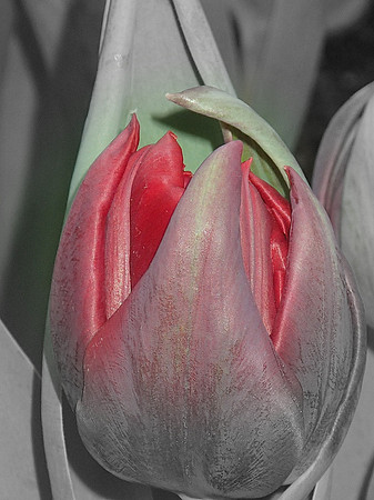 Red Tulip