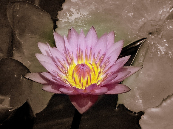 Pink Water Lily