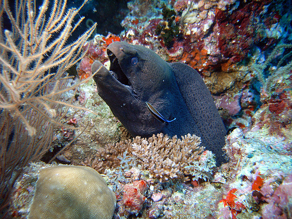 Black Eel