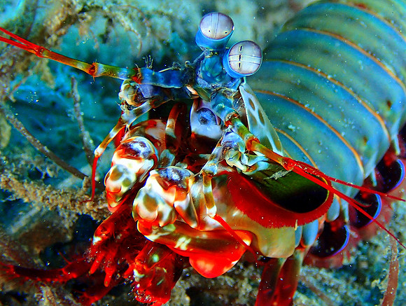 Mantis Shrimp