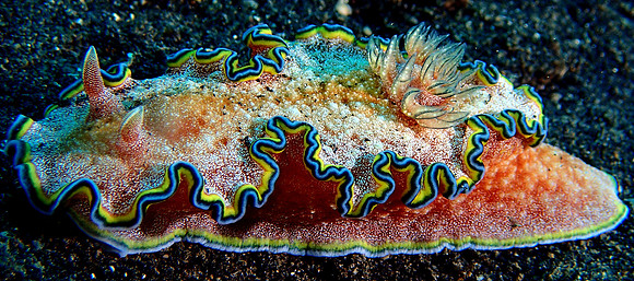 Girdled Glossy Nudibranch