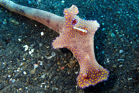 T-Bar Nudibranch with Passenger