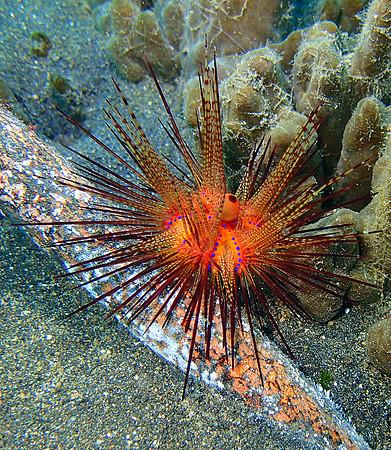Fire Urchin