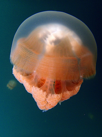Space Jelly