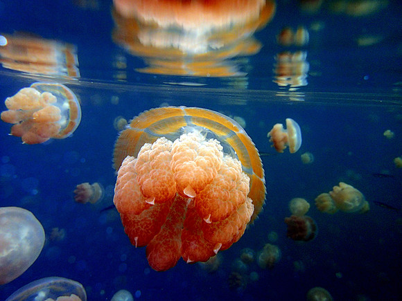 Jelly Fish Lake