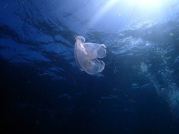 Small Moon Jelly Rising