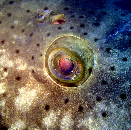 Goliaths Eye