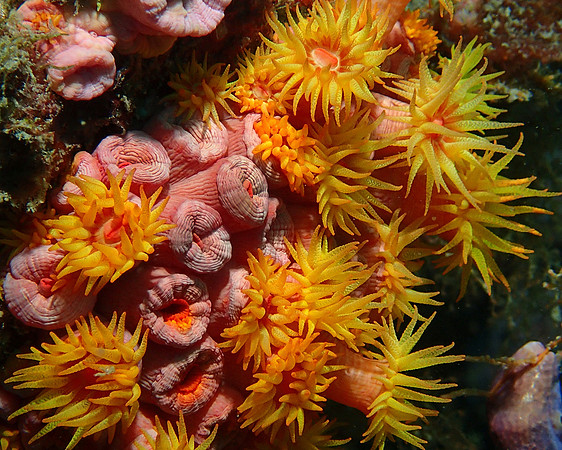 Pink Cup Coral