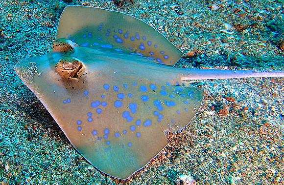 Blue-Ring Ray