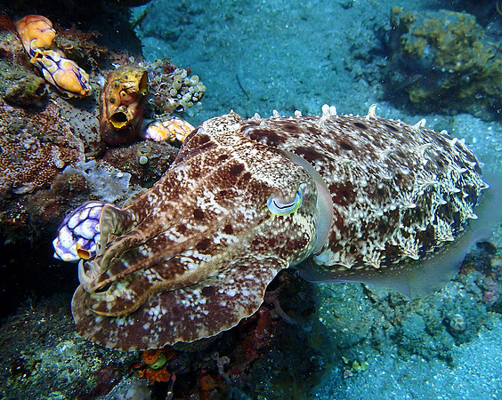 Cuttlefish