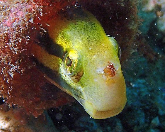 Blenny in a bottle