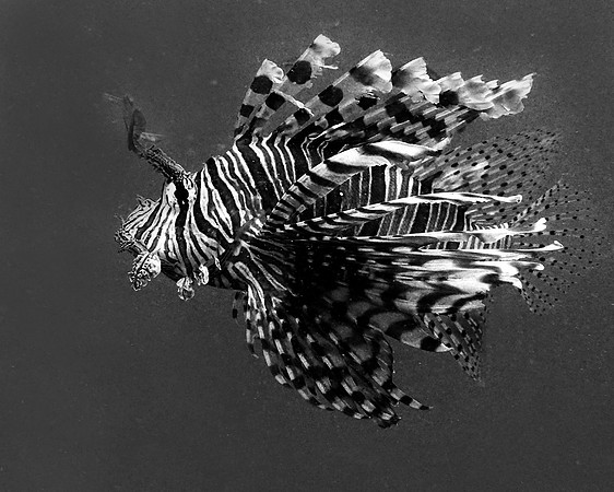 Lionfish Black & White