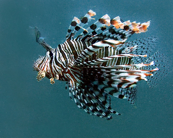 Lionfish