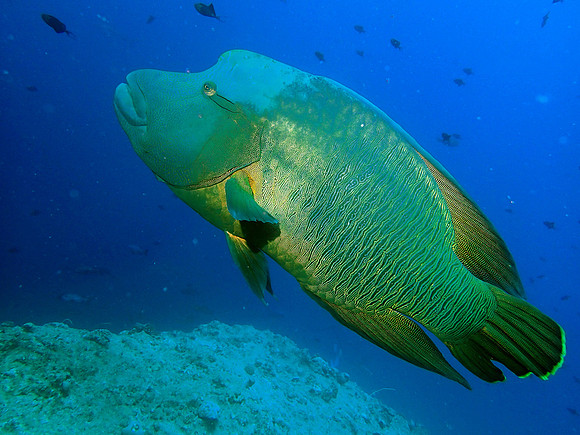 Napoleon Wrasse