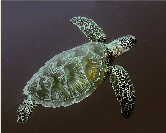Green Turtle Freedom