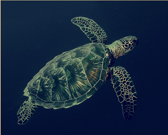 Blue Turtle Freedom