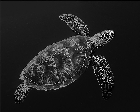 Black & White Turtle Freedom