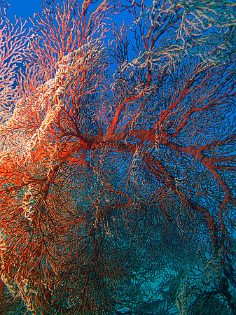 Cozumel Sea Fan