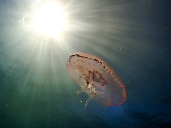 Blue Moon Jelly Sunrise