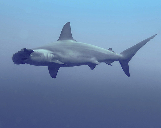 Cocos Island Hammerhead Shark