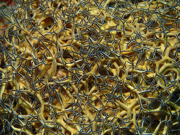 Golden Basket Star