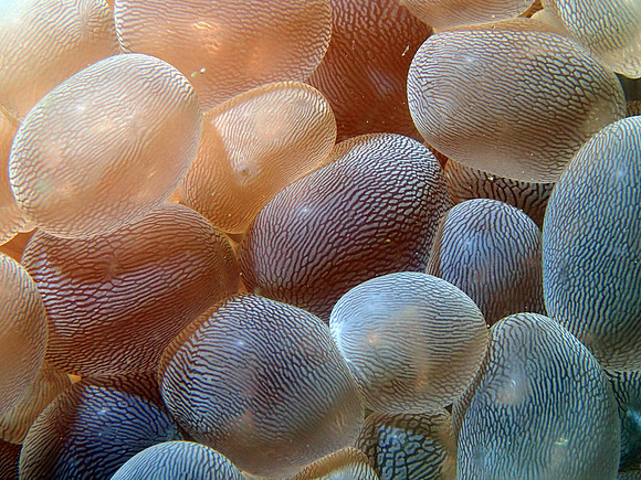 Bubble Dreams